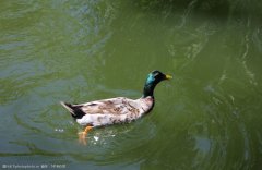 夏季肉鸭关键饲养管理要点（技术指导）