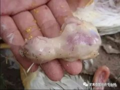 肉鸡最头疼的还是腺肌胃炎，到底该怎么解决？